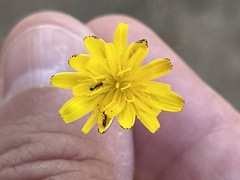Cardiocondyla mauritanica