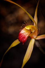 Caladenia pectinata