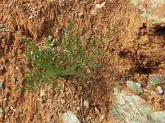Lomatium macrocarpum