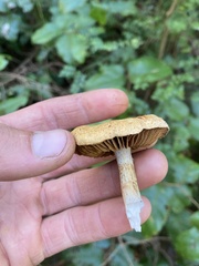 Cortinarius
