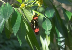 Heliconius erato phyllis