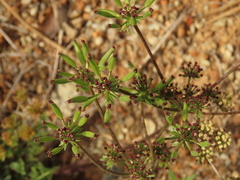 Lomatium macrocarpum