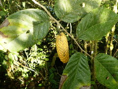 Annonaceae
