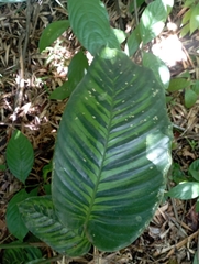 Marantaceae