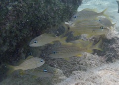 Haemulon flavolineatum