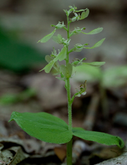 Neottia convallarioides