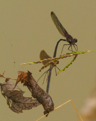 Hetaerina titia