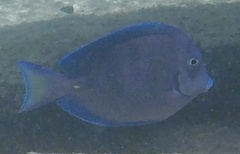Acanthurus coeruleus