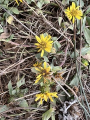 Grindelia stricta