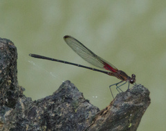 Hetaerina titia