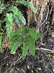 Adiantum aleuticum