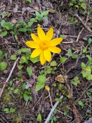 Arnica cordifolia