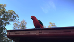 Alisterus scapularis