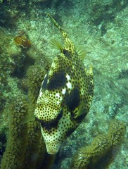 Lactophrys bicaudalis