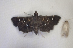 Diathrausta reconditalis