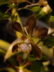 Encyclia parviflora