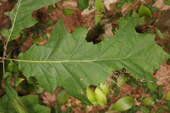 Macrodiplosis majalis