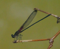Hetaerina titia