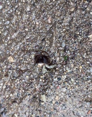 Coenobita compressus