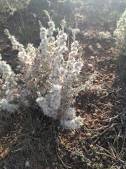 Krascheninnikovia lanata