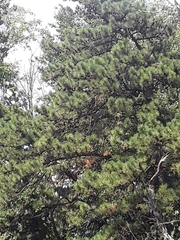 Pinus