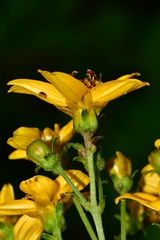 Electranthera