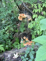 Laetiporus cincinnatus