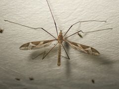 Tipula repanda