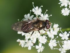 Cheilosia