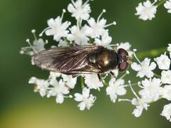 Cheilosia