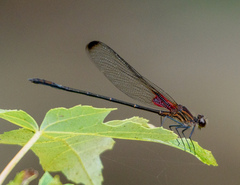 Hetaerina titia