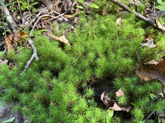 Polytrichum commune