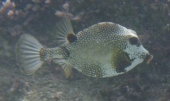 Lactophrys triqueter