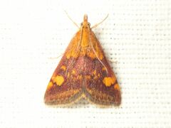 Pyrausta aurata