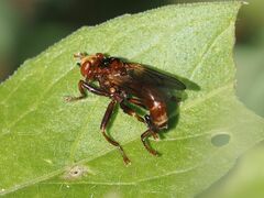 Sicus ferrugineus