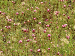 Trifolium willdenovii