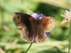 Erebia