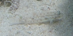 Coryphopterus glaucofraenum