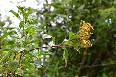 Electranthera
