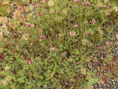 Trifolium willdenovii