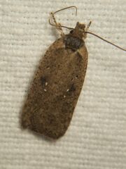 Agonopterix