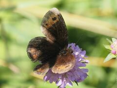 Erebia