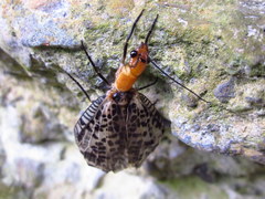 Neochauliodes sinensis