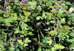 Ribes oxyacanthoides