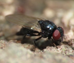Lonchaea