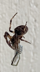 Larinioides sclopetarius