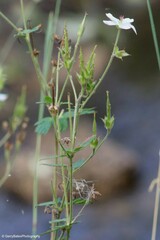 Geranium richardsonii
