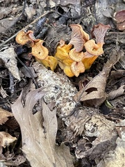 Craterellus