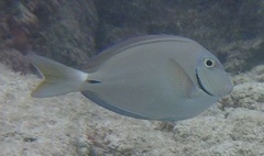 Acanthurus tractus