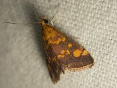 Pyrausta aurata